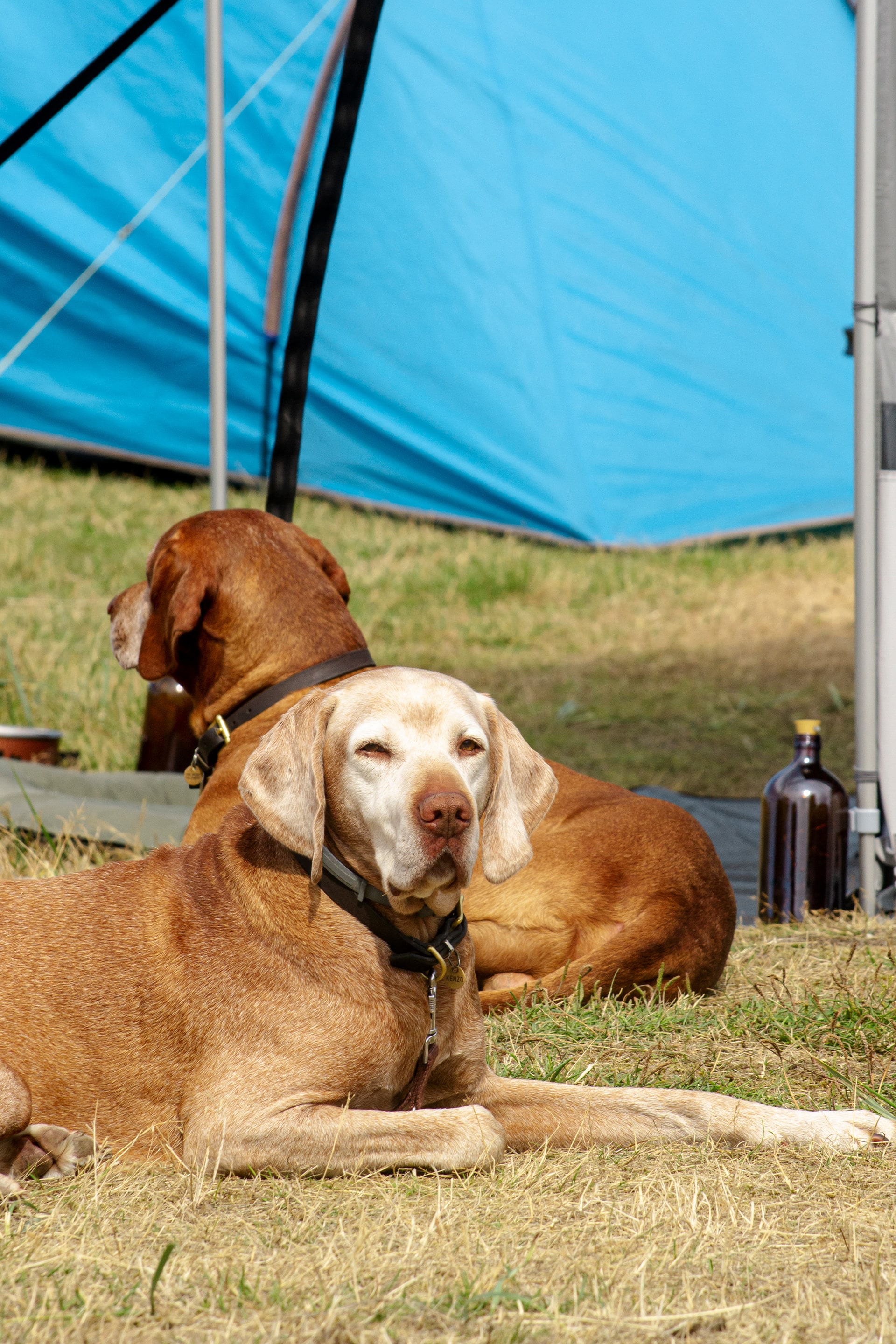Skagen Sydstrand Camping Skagen Pladsen Hund2