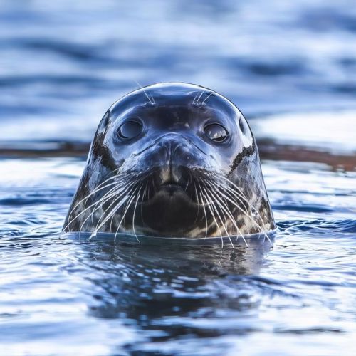 Saelunge 1920X1080 002