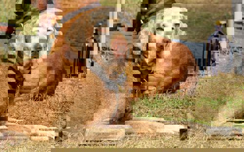 Skagen Sydstrand Camping Skagen Pladsen Hund