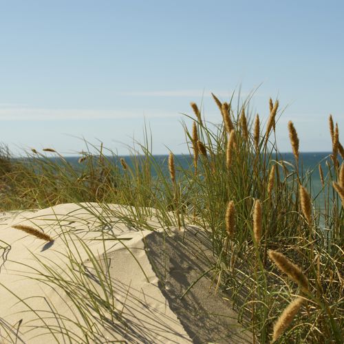 Sommer Ved Kysten