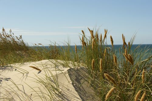 Sommer Ved Kysten
