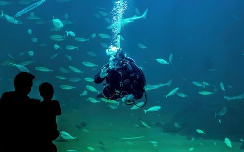 Dykker Og Familie 002